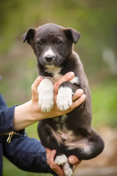 Cane bianco e nero sulle mani del veterinario . — Foto Stock