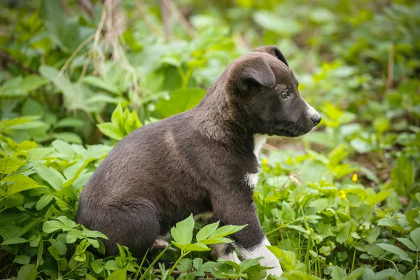 Olycklig hemlös hund som lever under jord. Hund i trädgården — Stockfoto