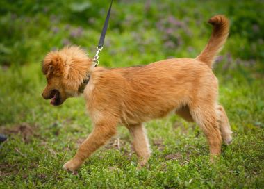 Mutlu köpek yavrusu çekimde canlı yeşil çimenlerin üzerinde çalışırken yakalandı