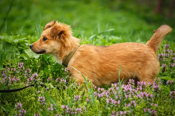 Homeless dog looking for a home. The problem of homeless animals. puppy on the hands of a veterinarian. — Stock Photo, Image