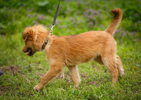 Happy puppy fogott mozgásban, miközben fut a élénk zöld fű — Stock Fotó