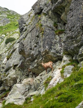 Serna yamaca Yüksek Tatras, Slovakya, Avrupa