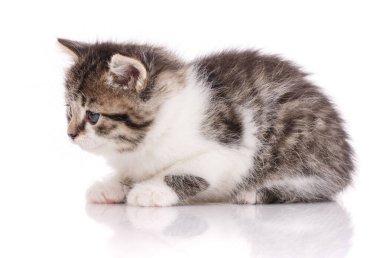 Sevimli bebek. Beyaz arkaplanda tekir kedi yavrusu izole
