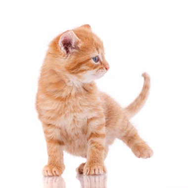 Beyaz arka plandaki mutlu kedi. Hayal kırıklığına uğramış bir kedi