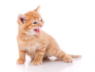 Kırmızı kedi üzerinde beyaz izole portresi