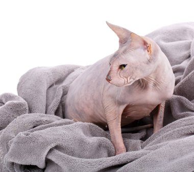 Beyaz genç Kanadalı Sfenks kedisi