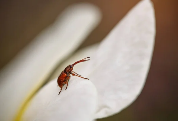 Escarabajo marrón sentado sobre un pétalo de flor de cerezo —  Fotos de Stock