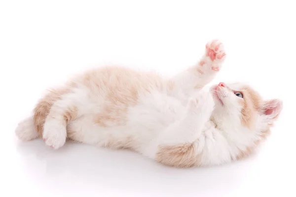 Lindo gatito juguetón gato aislado en blanco — Foto de Stock