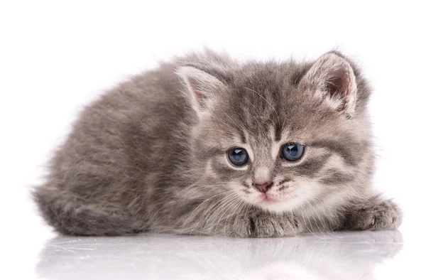 Un vero amico. Cat è isolato su bianco — Foto Stock