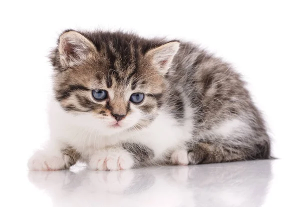 Ein echter Freund. Katze ist auf weiß isoliert — Stockfoto