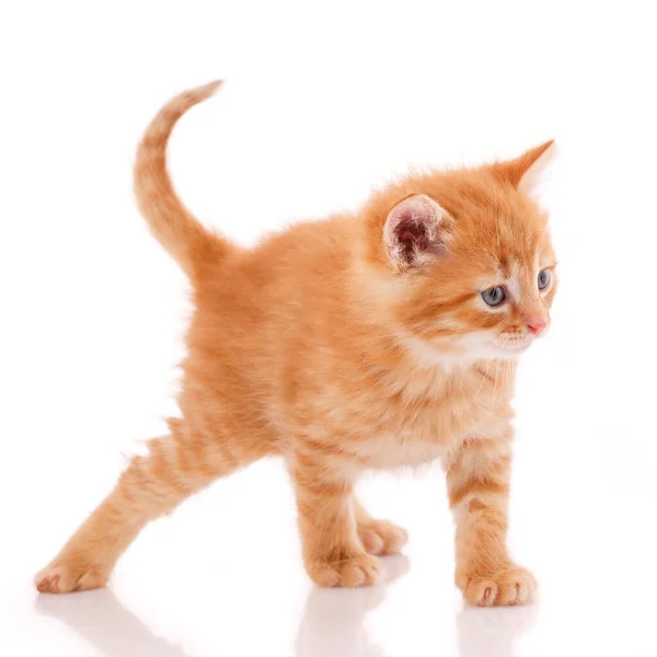 Pequeno gato vermelho no fundo branco. — Fotografia de Stock