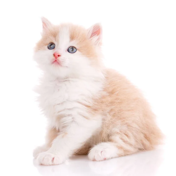 Cat, pet, and cute concept - kitten on a white background. — Stock Photo, Image