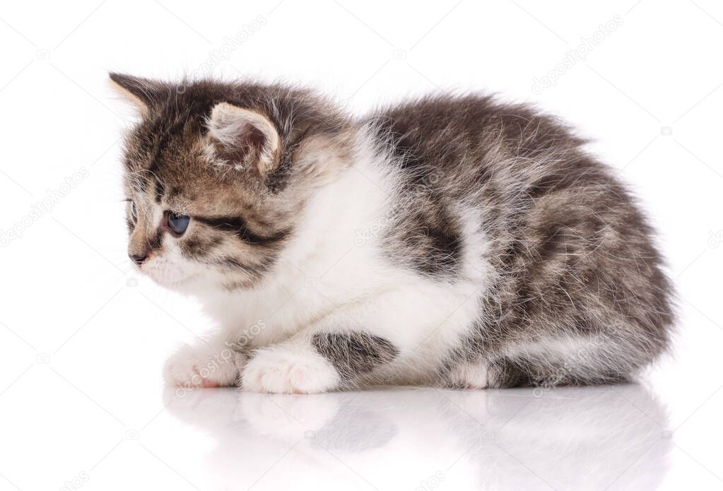 Cute baby. Tabby kitten isolated on white background