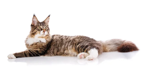 Maine Coon. Un gato grande. Maine Coon. — Foto de Stock