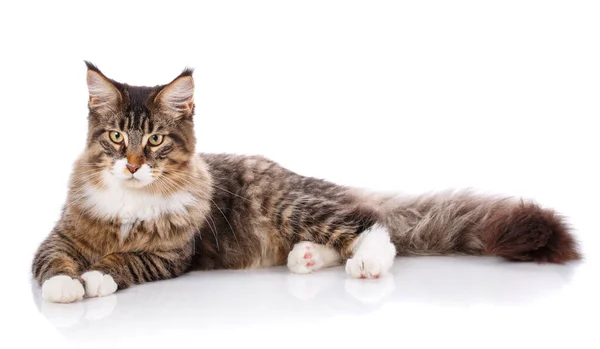 Hermoso Maine Coon gato — Foto de Stock