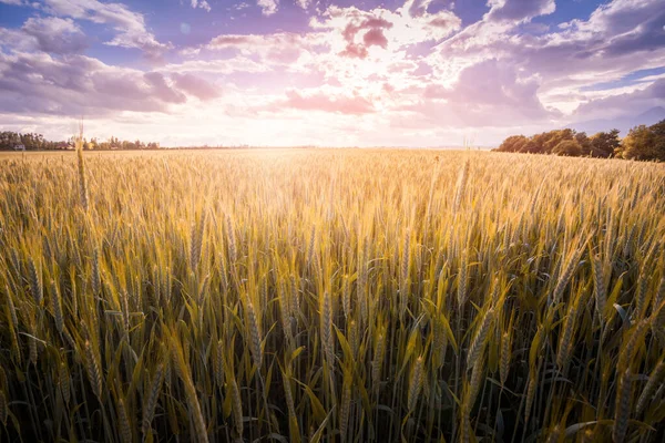 Pšeničné pole na modrém pozadí oblohy — Stock fotografie