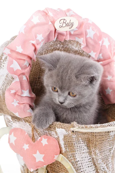 Gatito heterosexual escocés. Aislado sobre un fondo blanco. Gracioso. — Foto de Stock