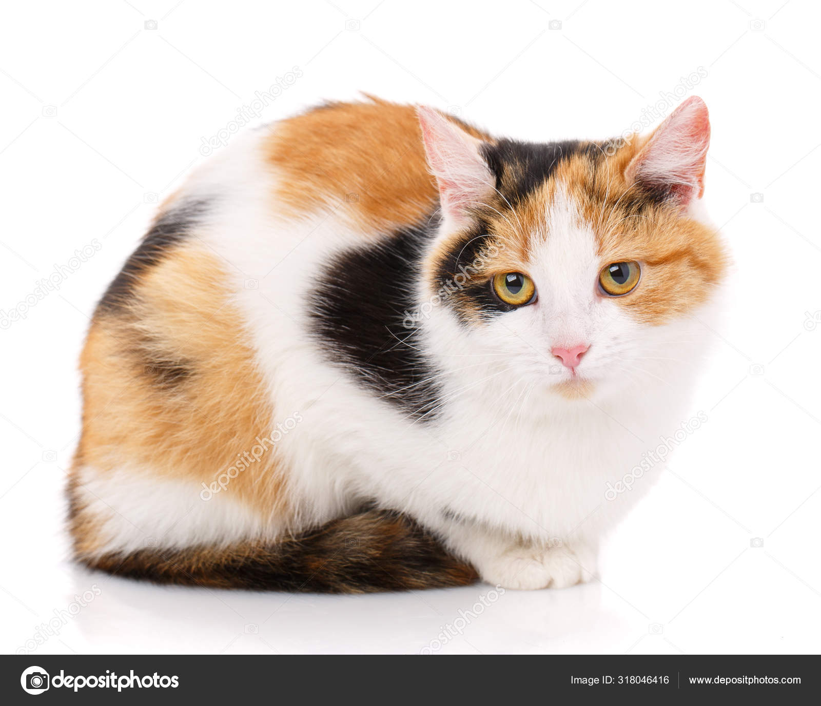 白色背景上的快乐猫。一只沮丧的猫——图库图片© serkucher #318046416, image size:1600x1376