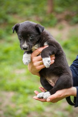 Bir kadın bahçede onun ellerinde siyah ve beyaz bir köpek tutar