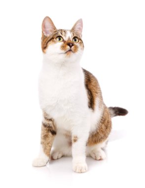 Kedi, evcil hayvan ve sevimli kavram - beyaz bir arka plan üzerinde kedi yavrusu.