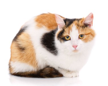 Beyaz arka plandaki mutlu kedi. Hayal kırıklığına uğramış bir kedi