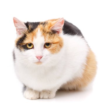 Evsiz bir kedinin portresi. Cinssiz kedi. Talihsiz c