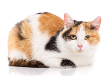 Evsiz bir kedinin portresi. Cinssiz kedi. Talihsiz c