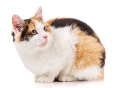 Kedi, evcil hayvan ve sevimli kavram - beyaz bir arka plan üzerinde kedi yavrusu.