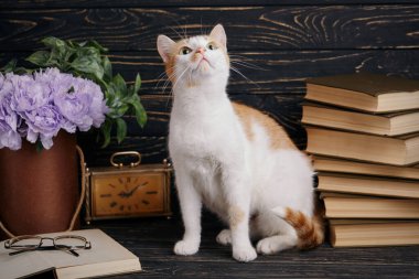 Uzun bıyıklı tüylü bir amcık yukarı bakar.