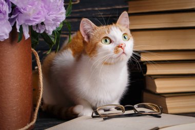 Eğlenceli bir kedi kitaba oturur ve yukarı bakar