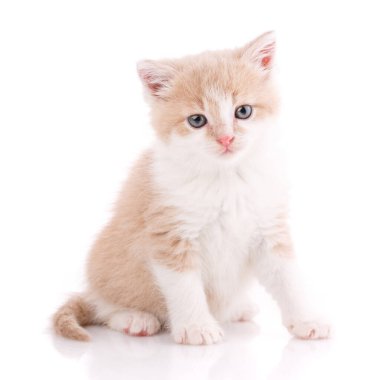 Mutlu kedi yavrusu kameraya bakıyor. Beyaz arkaplan.