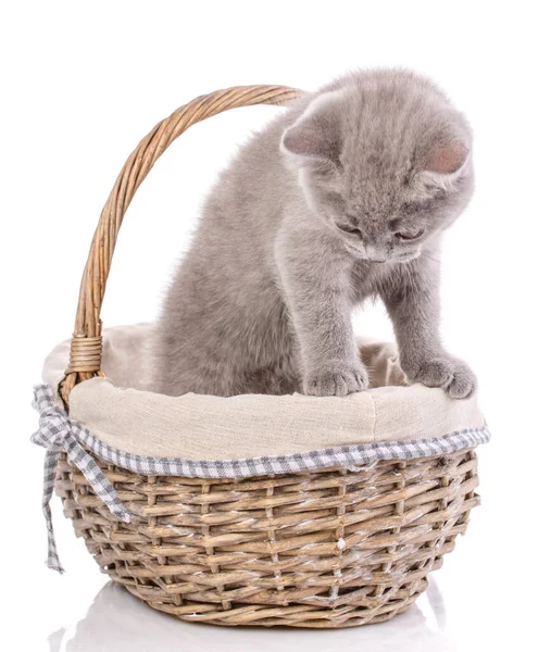 ลูกแมวสก๊อต สีกาแฟคิตตี้ แยกตัวบน w — ภาพถ่ายสต็อก