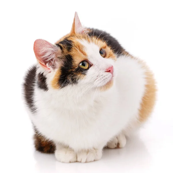 Kedi, evcil hayvan ve sevimli kavram - beyaz bir arka plan üzerinde kedi yavrusu. — Stok fotoğraf