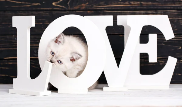 Schottische gerade Katzencreme Farbe. die Pussy versteckte sich hinter dem lett — Stockfoto