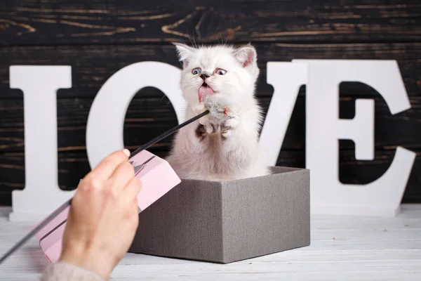 Σκωτσέζικη ευθεία κρέμα γάτας χρώμα. Ένα παιχνιδιάρικο γατάκι στο κουτί — Φωτογραφία Αρχείου