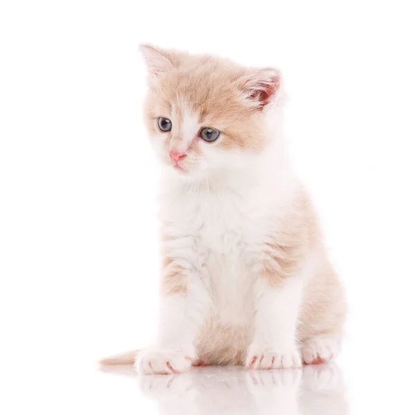 Gato, mascota, y lindo concepto - gatito sobre un fondo blanco . — Foto de Stock