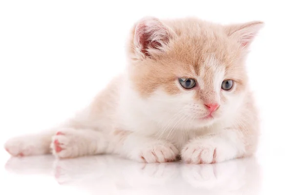 Porträtt av en söt kattunge. Katt utan ras. — Stockfoto