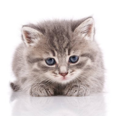 Beyaz arka planda gri kedi yavrusu