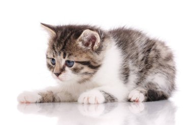 Sevimli bebek. Beyaz arkaplanda tekir kedi yavrusu izole