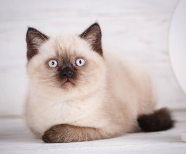 İskoç düz kedi krem irenk. Kedi yukarı bakar.