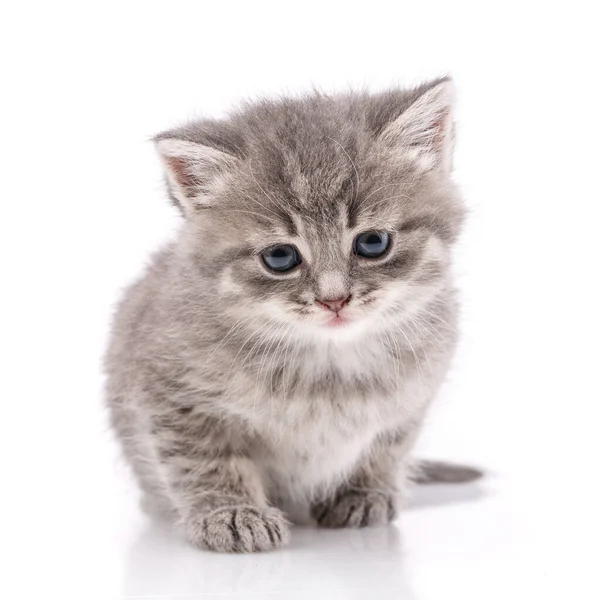 Little gray kitten on a white background. — Stock Photo, Image