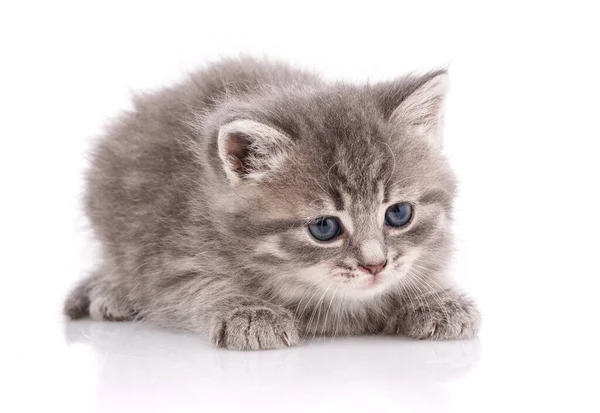 Little kitten isolated on a white background. — Stock Photo, Image