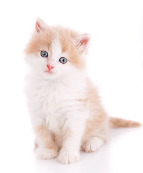 Gato bonito isolado. Gatinho pequeno em branco . — Fotografia de Stock