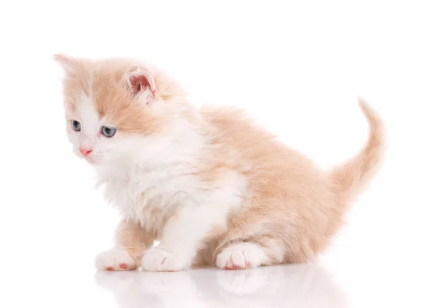 Un vrai ami. Chat isolé sur blanc — Photo