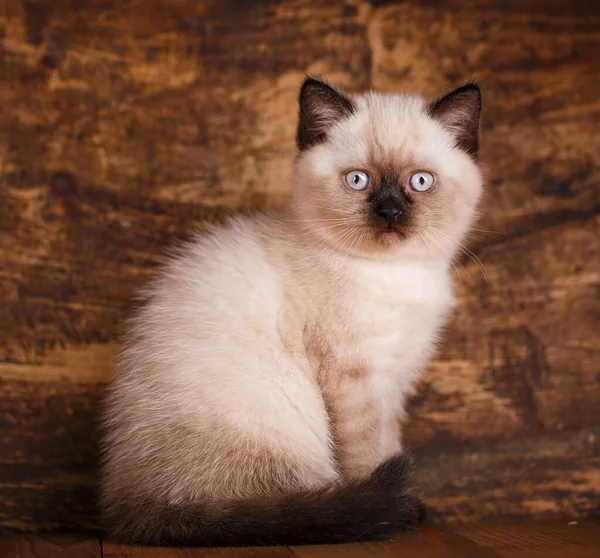 Scozzese colore crema di gatto dritto su uno sfondo di legno — Foto Stock