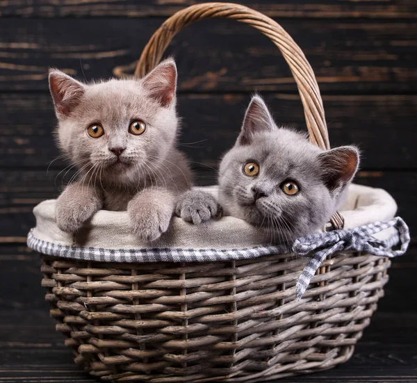 Gatitos heterosexuales escoceses. Gatos con decoraciones. Las millas son fluf — Foto de Stock