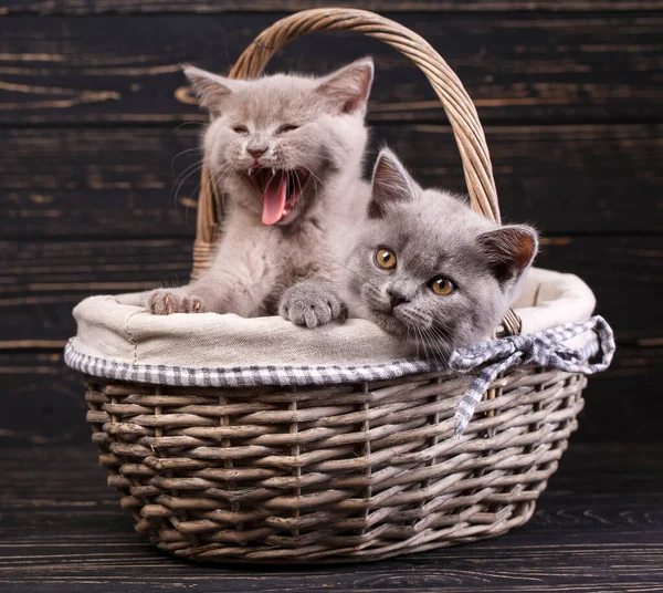 Gatitos heterosexuales escoceses. Gatitos de pura raza en el estudio de fotografía — Foto de Stock