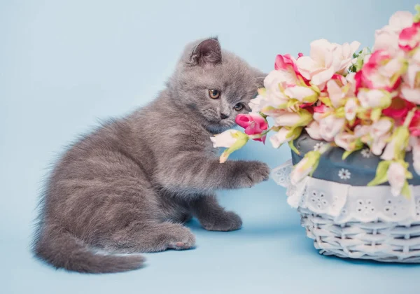 Scottish straight kitten. A kitten is next to pink flowers