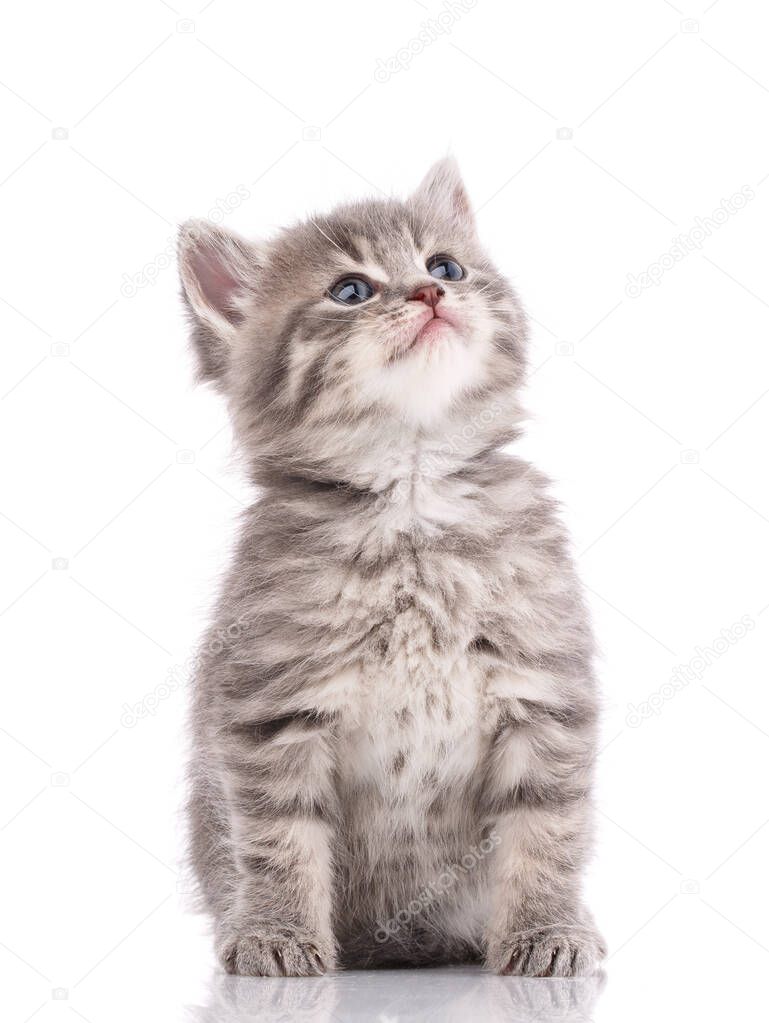 Little gray kitten on a white background.