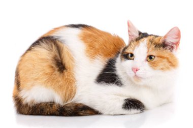 Evsiz bir kedinin portresi. Cinssiz kedi. Talihsiz c